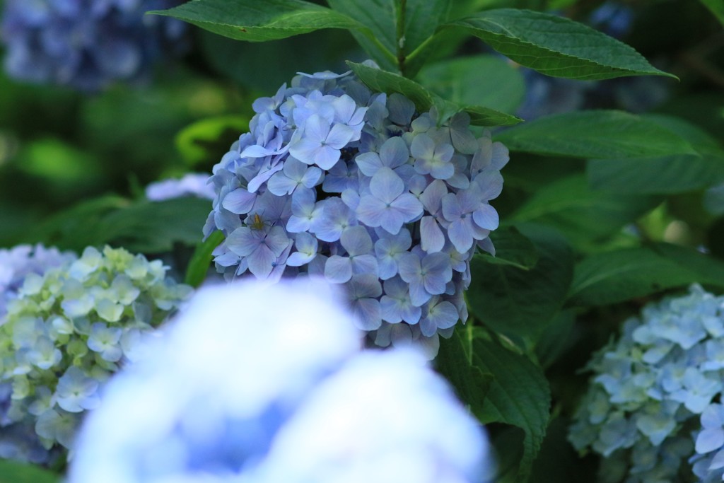 紫陽花8