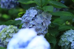 紫陽花8