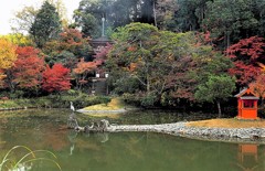 　　浄瑠璃寺の紅葉と鷺　