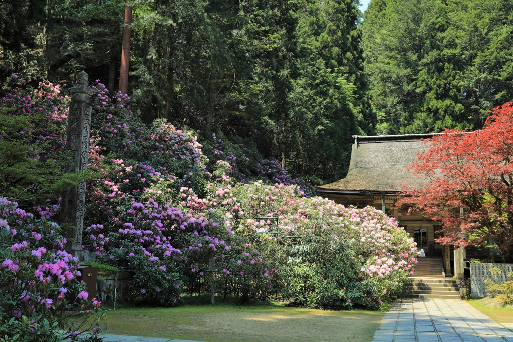 高野山三昧院シャクナゲ1
