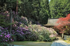 高野山三昧院シャクナゲ1