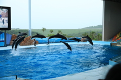 イルカショー3