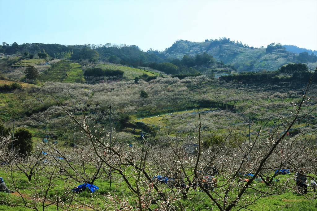 南部梅林一目百万、香り十里