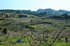 南部梅林一目百万、香り十里