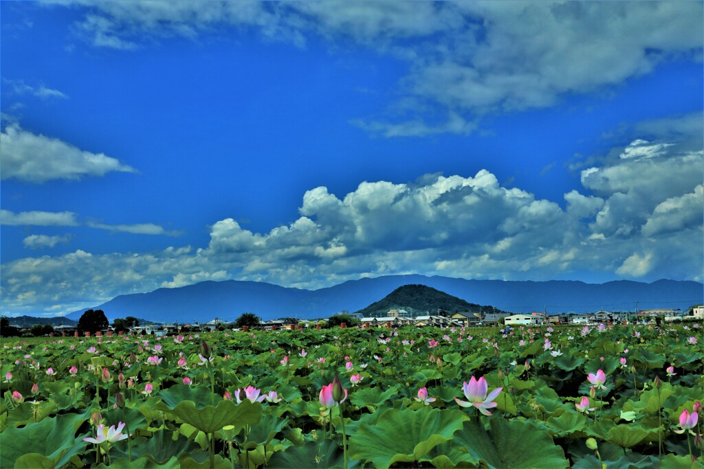 藤原京の夏　蓮の花1