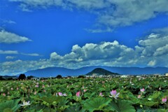 藤原京の夏　蓮の花1