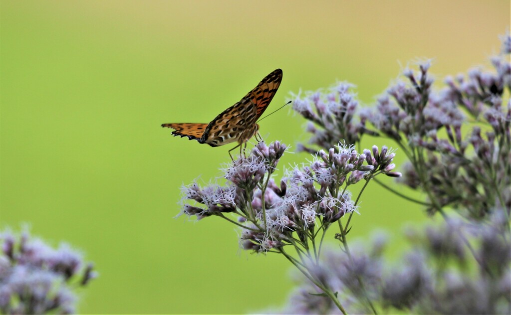 ふじわかばと蝶2