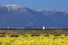 比良山冬と菜の花