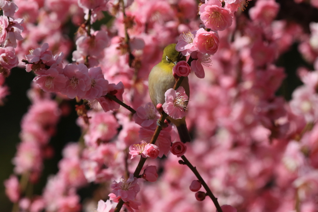 梅とメジロ8