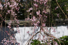 枝垂れ桜2