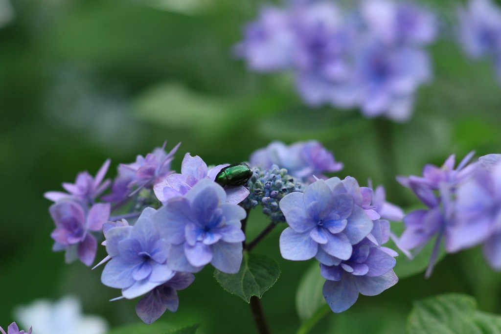 紫陽花20
