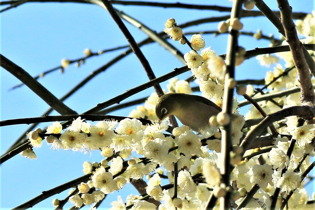 梅とメジロ11