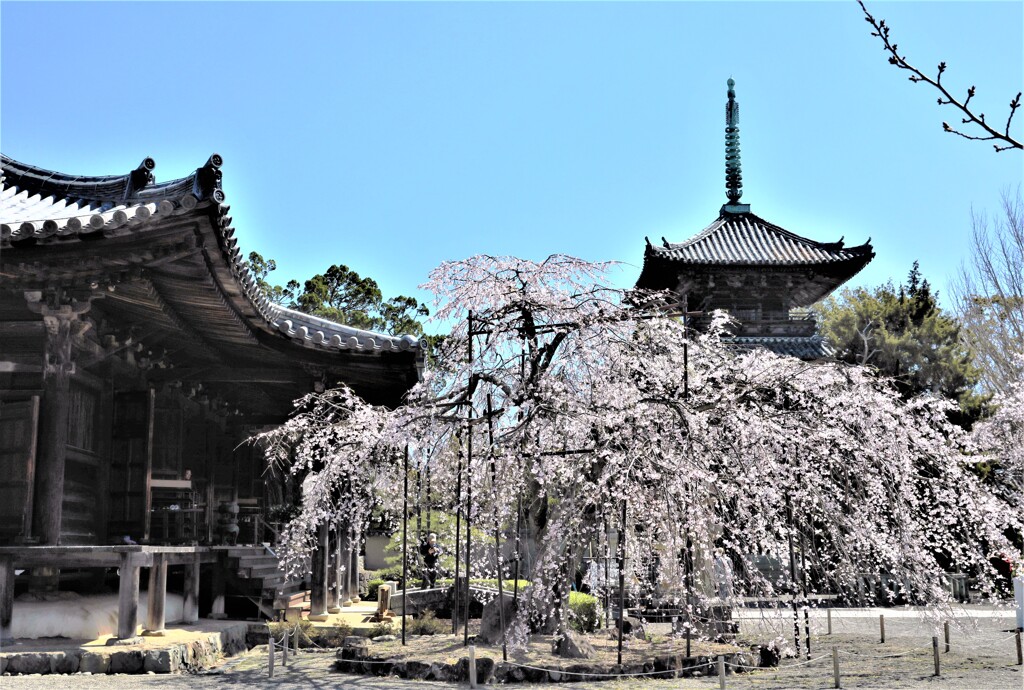 道成寺の枝垂れ桜7