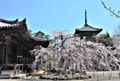 道成寺の枝垂れ桜7