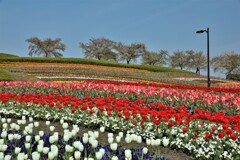春爛漫1