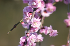 ももの花