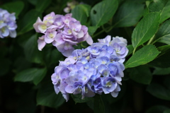 紫陽花25