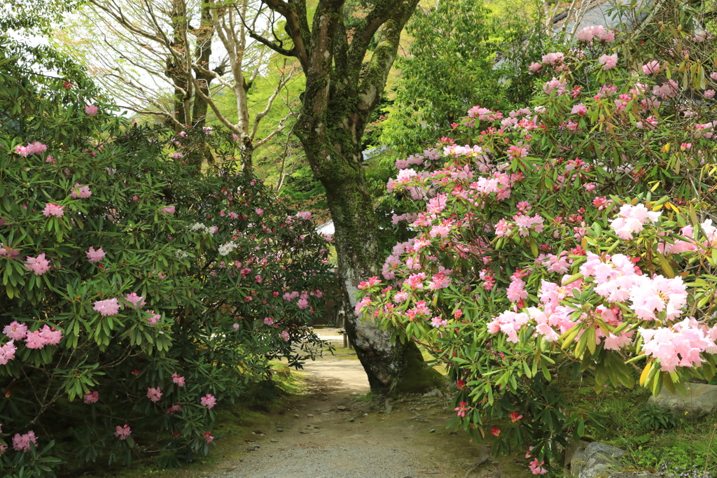 室生寺シャクナゲ5