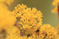 山茱萸(さんしゅ）の花