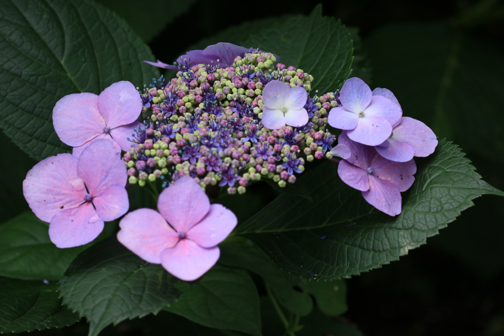 紫陽花1
