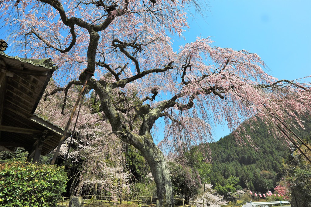 西光寺枝垂桜4