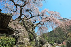 西光寺枝垂桜4