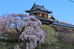 郡山城の枝垂桜