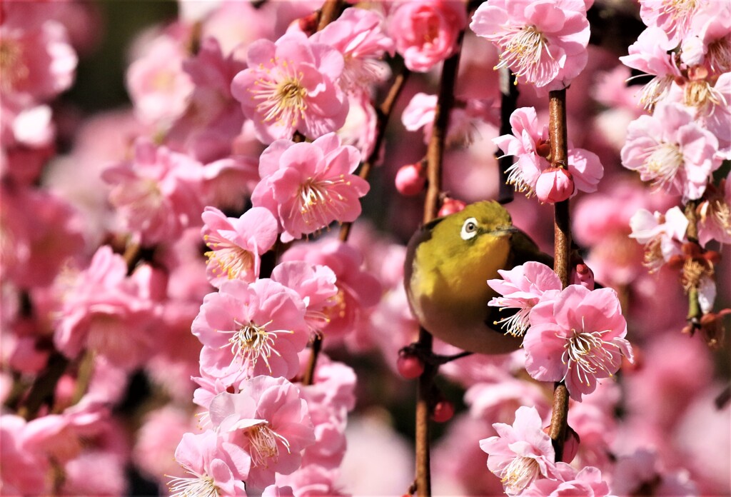 梅とメジロ10