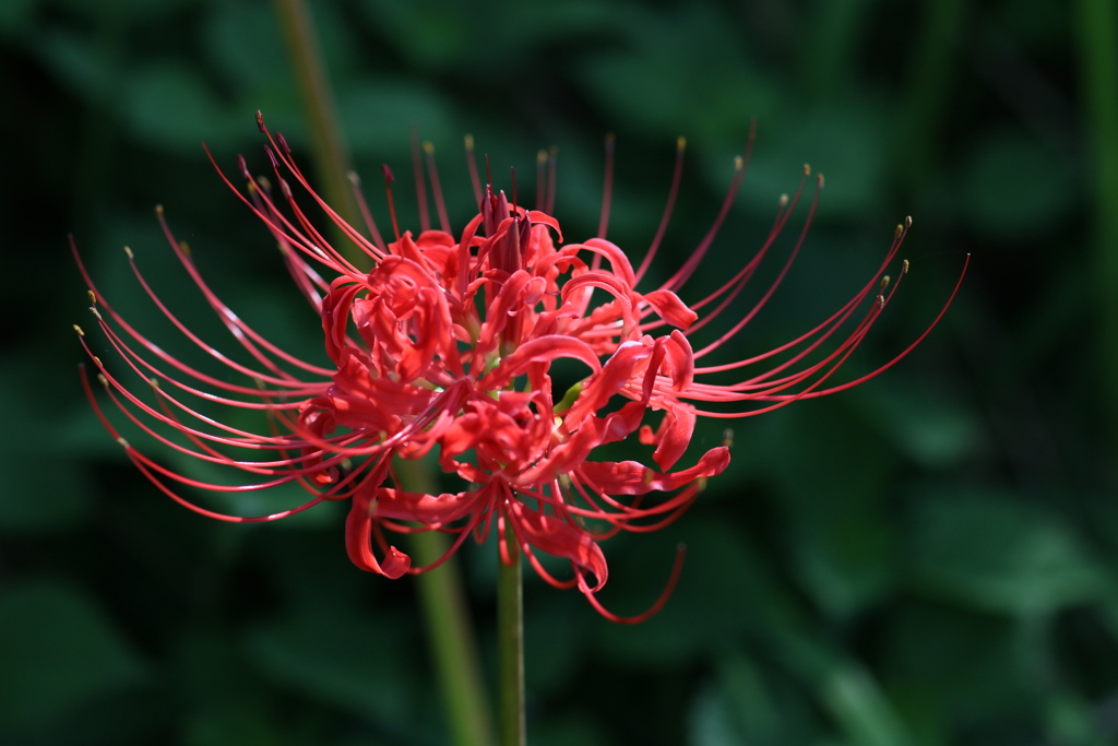 アカバナ曼珠沙華