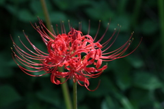 アカバナ曼珠沙華