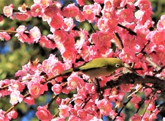 梅とメジロ1