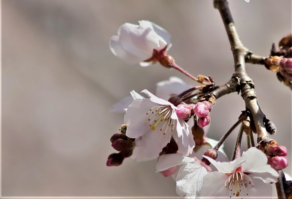 枝垂れ桜3