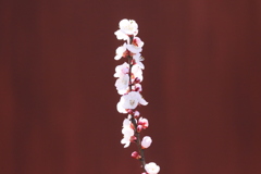 ひがん桜 (2)