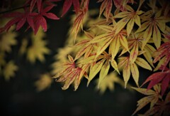 紅葉