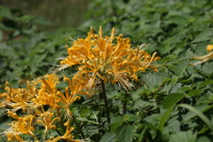 キイロ曼珠沙華