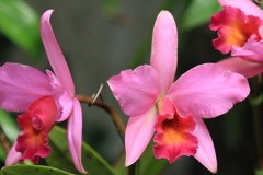 洋ランカトレア