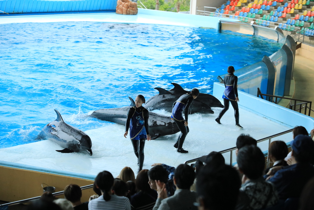 イルカショー1