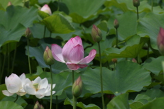 パステルカラー1