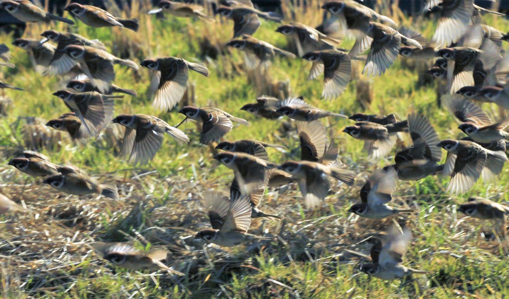 　すずめの群れ　4