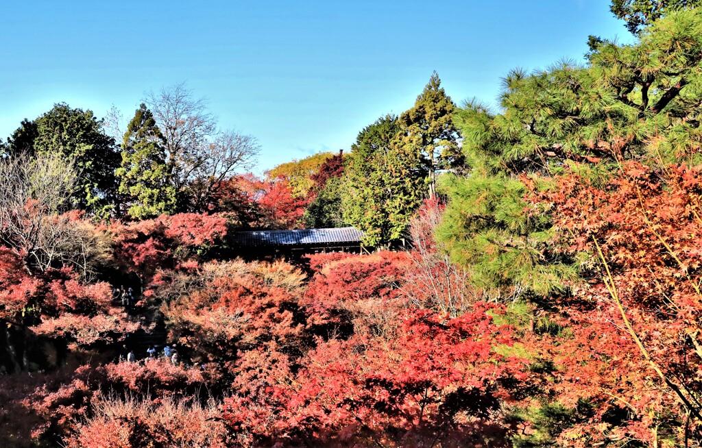 東福寺紅葉通天橋1