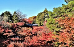 東福寺紅葉通天橋1