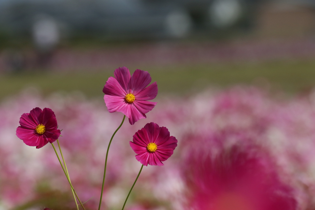 コスモス4