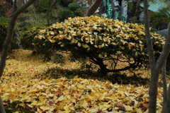 朝護孫子寺紅葉6