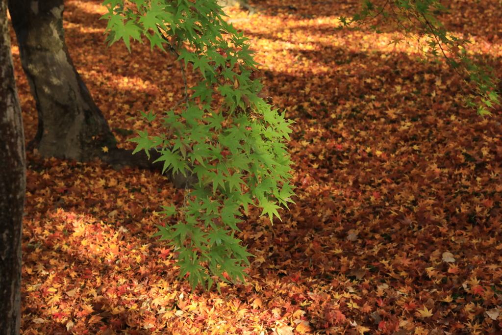 普門院庭園紅葉2