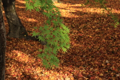 普門院庭園紅葉2