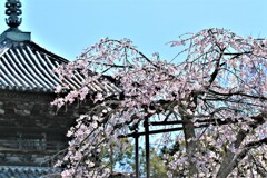 道成寺の枝垂れ桜1