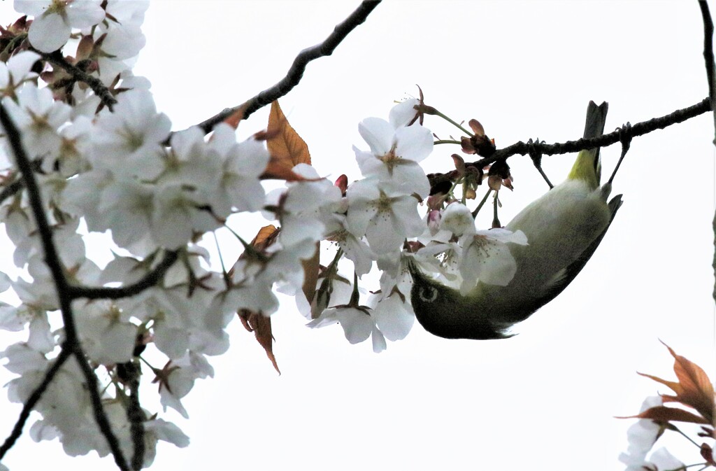 桜とメジロ2