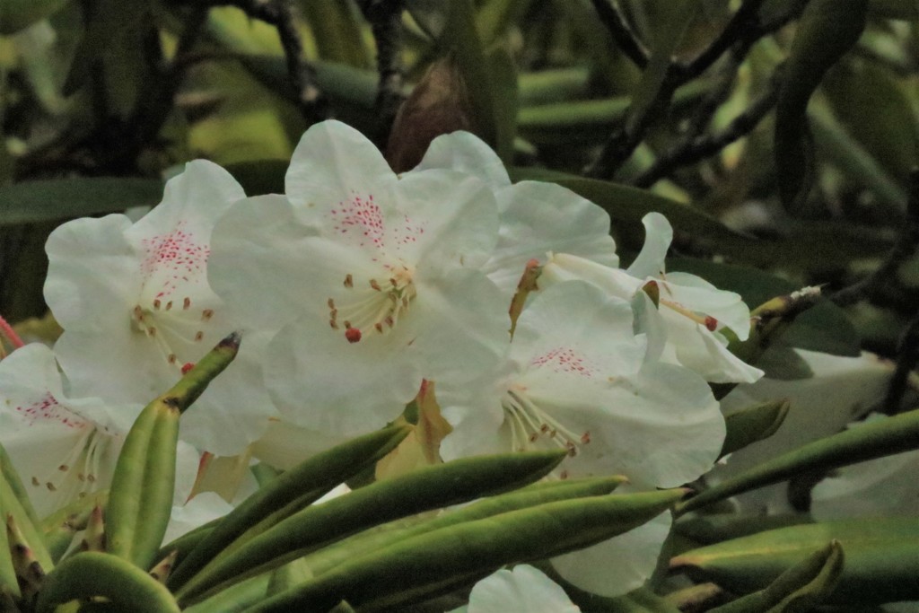 室生寺シャクナゲ6