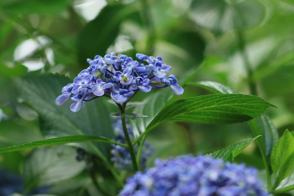 紫陽花19