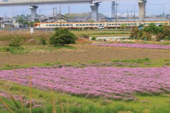 春を駆け抜ける